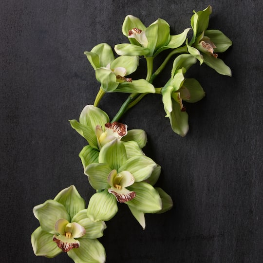 Tropical Cymbidium Stem by Ashland